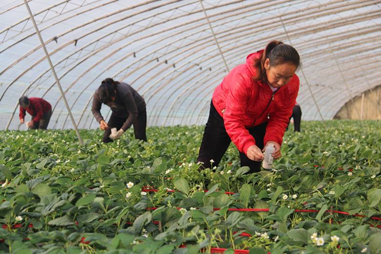 临沂温室草莓大棚