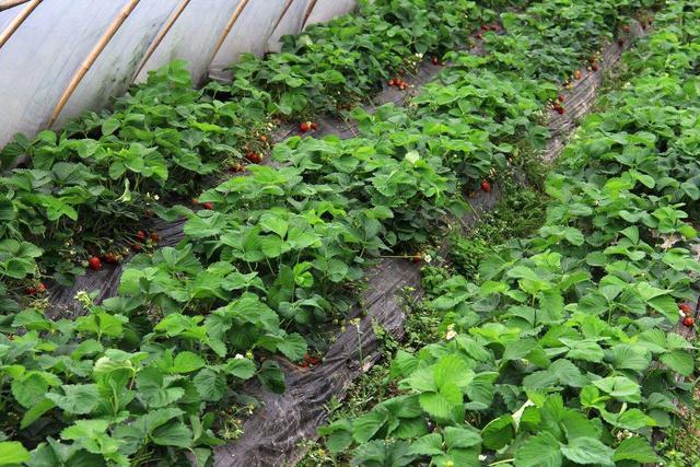 温室大棚 草莓种植