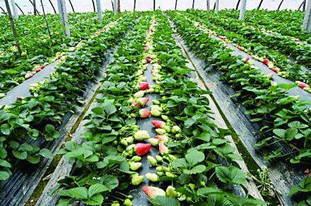 草莓温室大棚的成本及利润